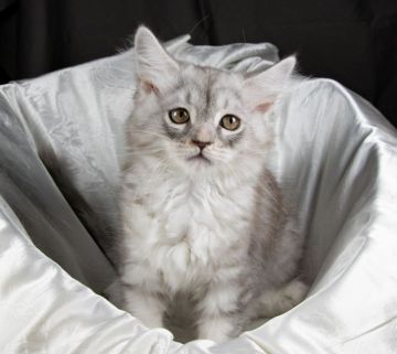 サイベリアン【茨城県・女の子・2021年6月2日・シルバータビー&ホワイト】の写真「凛々しい顔をしたかわいい女の子です」