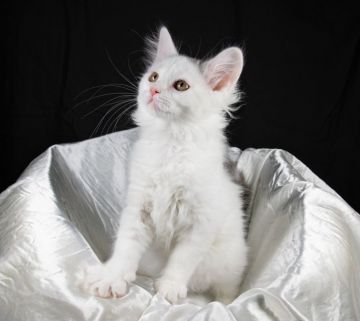 サイベリアン【茨城県・男の子・2019年11月30日・シルバータビー&ホワイト】の写真「今日も元気いっぱいな男の子です。」