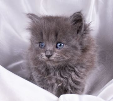 サイベリアン【茨城県・女の子・2022年2月14日・ブルー（トリプルコート）】の写真「愛嬌満点で綺麗なブルーの女の子です♪」