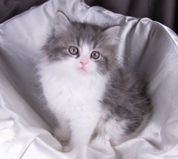 サイベリアン【茨城県・男の子・2022年2月14日・ブルータビー&ホワイト（トリプルコート）】の写真「好奇心旺盛で元気な男の子です♪」