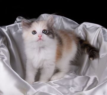 サイベリアン【茨城県・女の子・2019年5月28日・キャリコ】の写真「好奇心旺盛で人懐っこい女の子です」