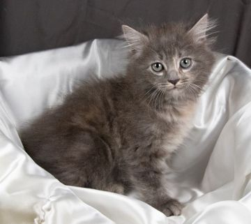 サイベリアン【茨城県・女の子・2019年7月19日・ブルータビー】の写真「人懐っこく元気な女の子です」