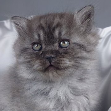 サイベリアン【茨城県・男の子・2024年10月25日・ブルータビー（トリプルコート）】の写真「人懐っこく好奇心旺盛で元気な男の子です♪」