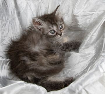 サイベリアン【茨城県・女の子・2019年10月15日・ブラウンタビー】の写真「人懐っこく元気な女の子です。」