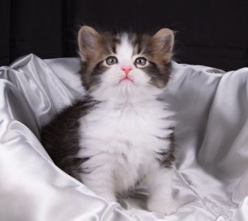 サイベリアン【茨城県・男の子・2019年7月12日・ブラウンタビー&ホワイト】の写真「大人しく甘えん坊な男の子です。」