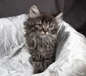 サイベリアン【茨城県・男の子・2019年10月15日・ブラウンタビー】の写真「好奇心旺盛で人懐っこい男の子です。」