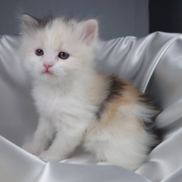 サイベリアン【茨城県・女の子・2024年10月25日・キャリコ（トリプルコート）】の写真「おっとりとした優しい性格の女の子です♪♪」