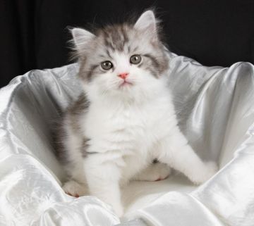 サイベリアン【茨城県・女の子・2021年6月2日・シルバータビー&ホワイト（トリプルコート）】の写真「穏やかな性格でかわいい女の子です。」