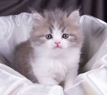 サイベリアン【茨城県・男の子・2022年3月3日・ブルータビー&ホワイト（トリプルコート）】の写真「ふわふわもこもこの男の子です♪」