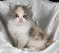 サイベリアン【茨城県・女の子・2020年9月1日・ダイリュートキャリコ】の写真1「１０月１６日撮影」