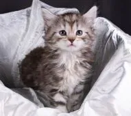 サイベリアン【茨城県・女の子・2020年2月22日・シルバータビー&ホワイト】の写真1「４月７日撮影」