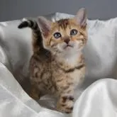 ベンガル【茨城県・女の子・2022年12月14日・ブラウンスポッテッドタビー・ロゼット】の写真1「２月２日撮影」