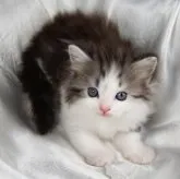 サイベリアン【茨城県・男の子・2023年6月8日・シルバータビー&ホワイト】の写真1「８月３日撮影」