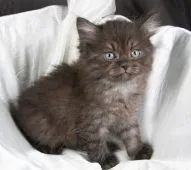 サイベリアン【茨城県・男の子・2021年6月30日・ブラック】の写真1「８月１９日撮影」