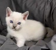 トンキニーズ【茨城県・男の子・2020年2月6日・シャンパン ミンク】の写真1「３月１９日撮影」