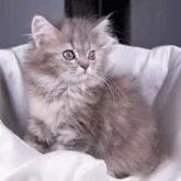 サイベリアン【茨城県・女の子・2022年4月16日・ブルータビー&ホワイト】の写真1「７月８日撮影」