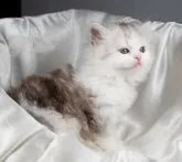 サイベリアン【茨城県・男の子・2023年2月5日・シェーデッドシルバー&ホワイト】の写真2「３月２４日撮影」