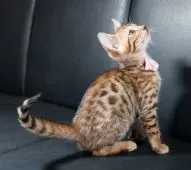 ベンガル【茨城県・女の子・2017年7月19日・ブラウンスポテッドタビー】の写真2「９月１７日撮影」