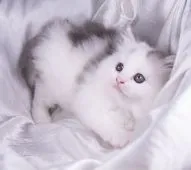 サイベリアン【茨城県・女の子・2022年4月9日・シルバー&ホワイト】の写真2「６月２日撮影」