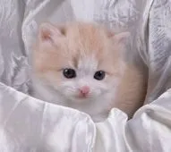 サイベリアン【茨城県・男の子・2020年4月21日・レッドタビー&ホワイト】の写真2「５月２０日撮影」