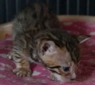 ベンガル【茨城県・男の子・2017年7月20日・ブラウンスポテッドタビー】の写真2「８月16日撮影」