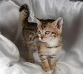 ベンガル【茨城県・女の子・2022年12月14日・ブラウンスポッテッドタビー・ロゼット】の写真2「２月２日撮影」