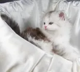 サイベリアン【茨城県・男の子・2023年2月5日・シェーデッドシルバー&ホワイト】の写真3「３月２４日撮影」