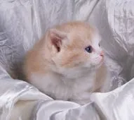 サイベリアン【茨城県・男の子・2020年4月21日・レッドタビー&ホワイト】の写真3「５月２０日撮影」