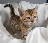 ベンガル【茨城県・女の子・2022年12月14日・ブラウンスポッテッドタビー・ロゼット】の写真3「２月２日撮影」