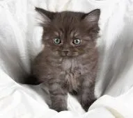 サイベリアン【茨城県・男の子・2021年6月30日・ブラック】の写真3「８月１９日撮影」