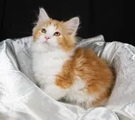 サイベリアン【茨城県・男の子・2019年11月30日・レッド&ホワイト】の写真3「２月２１日撮影」