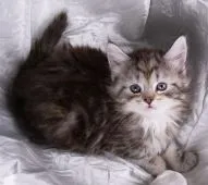 サイベリアン【茨城県・女の子・2020年2月22日・シルバータビー&ホワイト】の写真3「４月７日撮影」