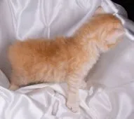 サイベリアン【茨城県・女の子・2019年5月20日・レッドタビー&ホワイト】の写真3「６月１５日撮影」