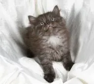 サイベリアン【茨城県・男の子・2021年6月30日・ブラック】の写真4「８月１９日撮影」