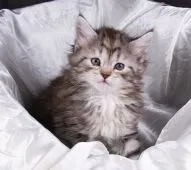 サイベリアン【茨城県・女の子・2020年2月22日・シルバータビー&ホワイト】の写真4「４月７日撮影」