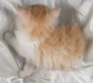 サイベリアン【茨城県・男の子・2020年9月1日・カメオタビー&ホワイト】の写真5「１０月１６日撮影」