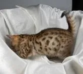 ベンガル【茨城県・女の子・2022年12月14日・ブラウンスポッテッドタビー・ロゼット】の写真5「２月２日撮影」