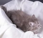 サイベリアン【茨城県・女の子・2022年4月16日・ブルータビー&ホワイト】の写真5「７月８日撮影」