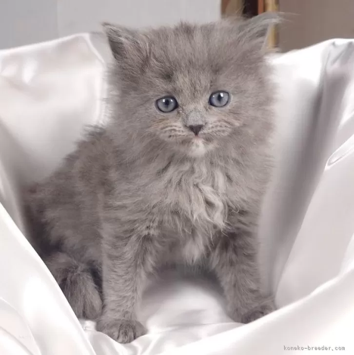 ID:2502-00530の子猫