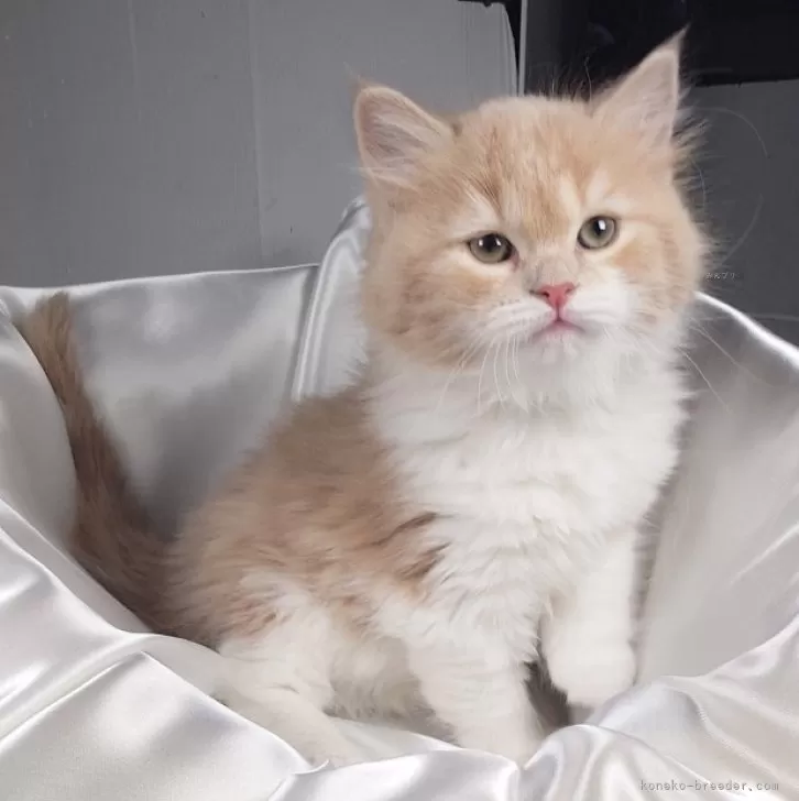 ID：2503-00547の子猫