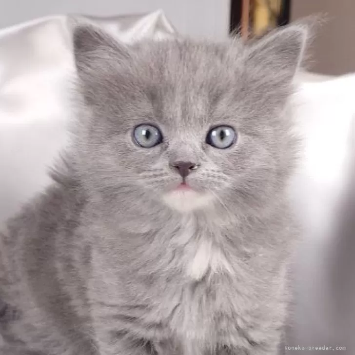 ID：2502-00529の子猫