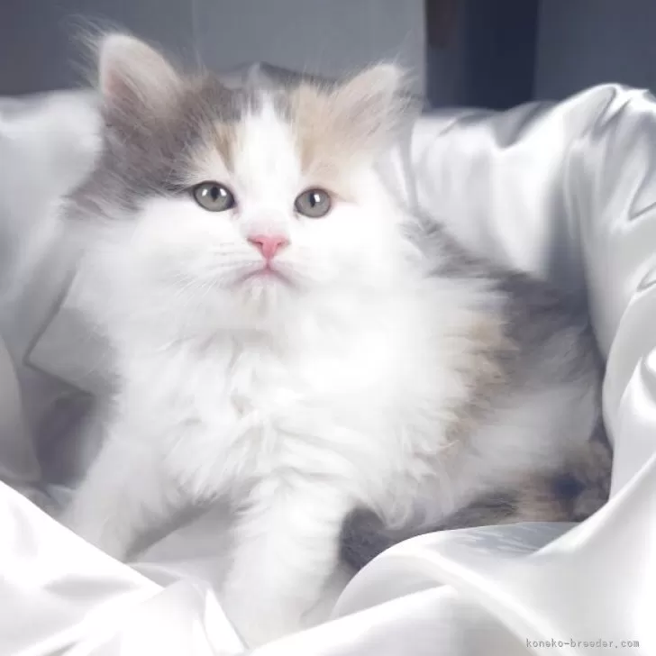 ID：2505-02707の子猫