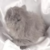 サイベリアン【茨城県・女の子・2024年12月23日・ブルー】の写真4