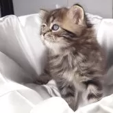 サイベリアン【茨城県・男の子・2025年9月10日・ブラウンタビー&ホワイト】の写真4