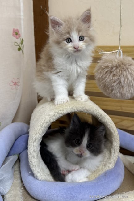 工藤友子ブリーダーのブログ：今朝の子猫達