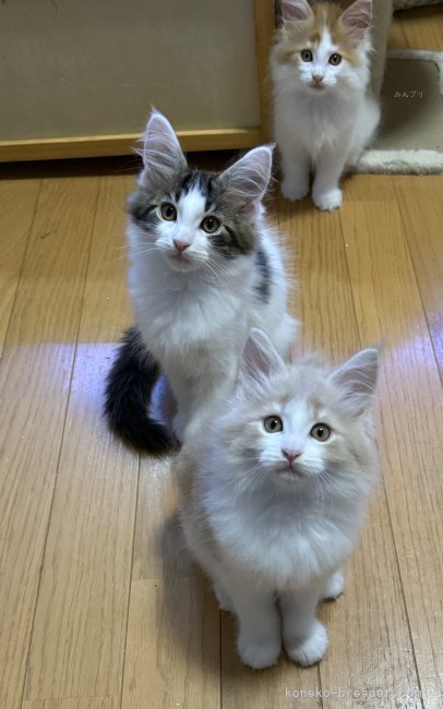 工藤友子ブリーダーのブログ：生後2ヶ月になりました。