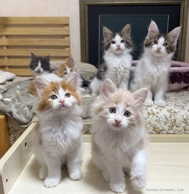 工藤友子ブリーダーのブログ：今日の子猫達
