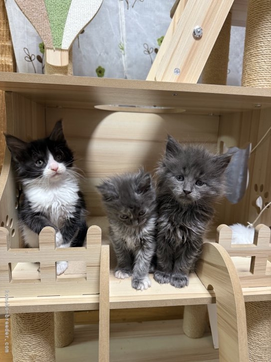 工藤友子ブリーダーのブログ：ブラックスモーク＆ホワイト男の子