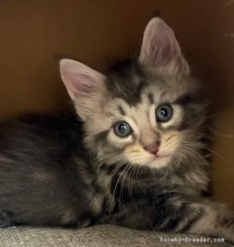 ID：2108-00930の子猫