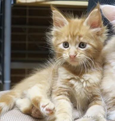 ID：1610-00777の子猫